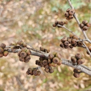 Eucalyptus stellulata at Lower Cotter Catchment - 13 Mar 2024 03:40 PM