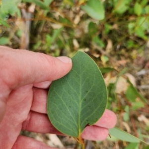 Eucalyptus stellulata at Lower Cotter Catchment - 13 Mar 2024