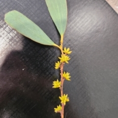 Eucalyptus stellulata at Lower Cotter Catchment - 13 Mar 2024