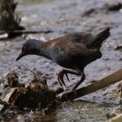 Zapornia tabuensis (Spotless Crake) at Jerrabomberra Wetlands - 13 Mar 2024 by RodDeb