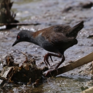 Zapornia tabuensis at Jerrabomberra Wetlands - 13 Mar 2024