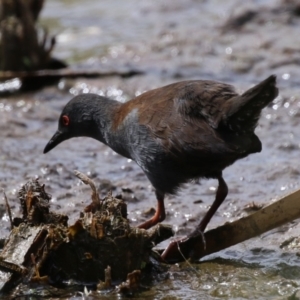 Zapornia tabuensis at Jerrabomberra Wetlands - 13 Mar 2024