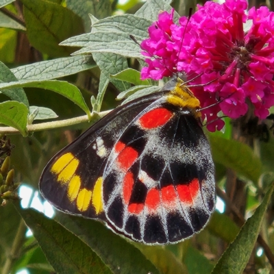 Delias harpalyce (Imperial Jezebel) at Braidwood, NSW - 14 Mar 2024 by MatthewFrawley