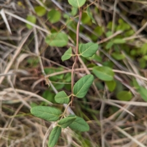 Lonicera japonica at The Pinnacle - 14 Mar 2024