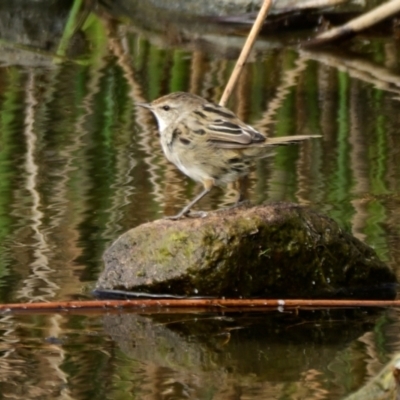 Poodytes gramineus (Little Grassbird) at Strathnairn, ACT - 14 Mar 2024 by Thurstan