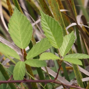 Rubus anglocandicans at Black Mountain - 19 Feb 2024 02:33 PM