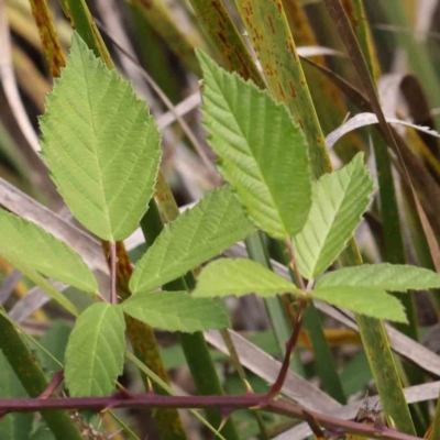 Rubus anglocandicans (Blackberry) at Acton, ACT - 19 Feb 2024 by ConBoekel