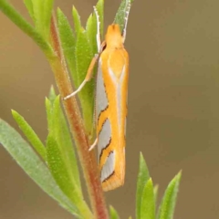 Thudaca obliquella (A Gelechioid moth (Hypertrophidae) at Black Mountain - 19 Feb 2024 by ConBoekel