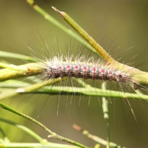 Anestia (genus) at Black Mountain - 19 Feb 2024