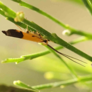 Crocanthes micradelpha at Black Mountain - 19 Feb 2024