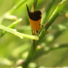 Crocanthes micradelpha at Black Mountain - 19 Feb 2024 02:08 PM