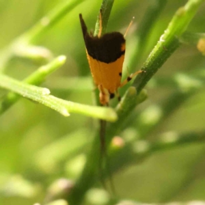 Crocanthes micradelpha at Black Mountain - 19 Feb 2024