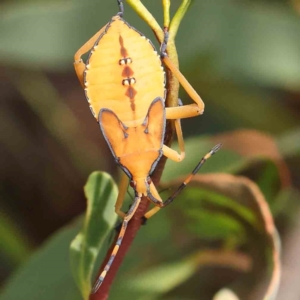 Amorbus sp. (genus) at Black Mountain - 19 Feb 2024