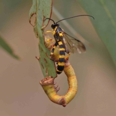 Ichneumonidae (family) (Unidentified ichneumon wasp) at Acton, ACT - 19 Feb 2024 by ConBoekel
