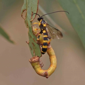 Ichneumonidae (family) at Black Mountain - 19 Feb 2024 02:29 PM