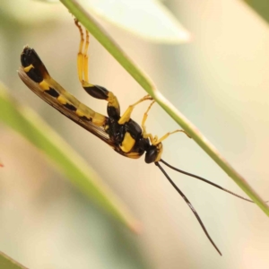 Ichneumonidae (family) at Black Mountain - 19 Feb 2024 02:29 PM