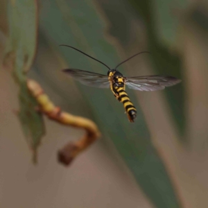 Ichneumonidae (family) at Black Mountain - 19 Feb 2024