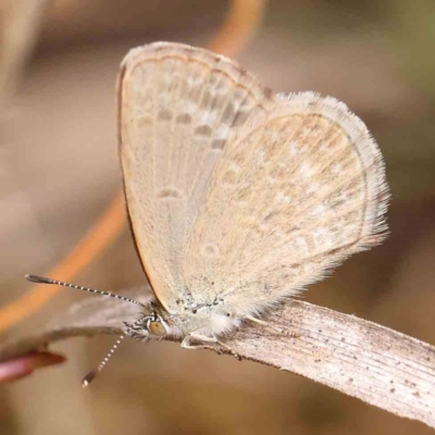 Zizina otis (Common Grass-Blue) at Acton, ACT - 19 Feb 2024 by ConBoekel