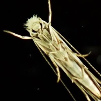 Unidentified Other moth at Cook, ACT - 12 Mar 2024 by CathB