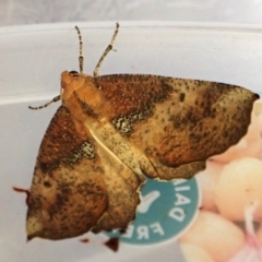 Mnesampela comarcha (Dry-leaf Gum Moth) at Mount Painter - 14 Mar 2024 by CathB