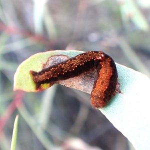 Mnesampela comarcha at Mount Painter - 14 Mar 2024 11:00 AM