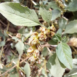 Amaranthus deflexus at Mount Majura - 11 Mar 2024 11:51 AM