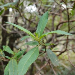 Prostanthera lasianthos (Victorian Christmas Bush) at Tallaganda State Forest - 13 Mar 2024 by RobG1