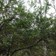Prostanthera lasianthos at Tallaganda State Forest - 13 Mar 2024