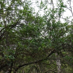 Prostanthera lasianthos at Tallaganda State Forest - 13 Mar 2024