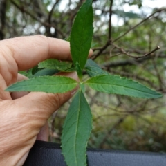 Prostanthera lasianthos at Tallaganda State Forest - 13 Mar 2024