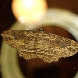 Chrysolarentia severata at Cook, ACT - 12 Mar 2024