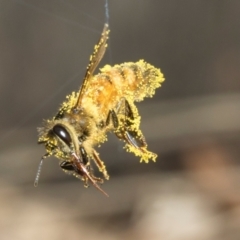 Apis mellifera (European honey bee) at Higgins, ACT - 9 Mar 2024 by AlisonMilton