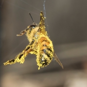 Apis mellifera at Higgins, ACT - 9 Mar 2024