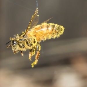 Apis mellifera at Higgins, ACT - 9 Mar 2024