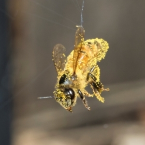 Apis mellifera at Higgins, ACT - 9 Mar 2024