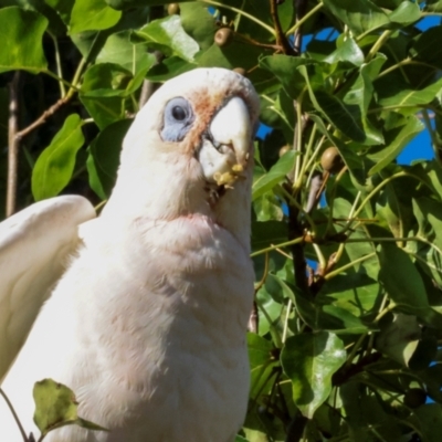Cacatua sanguinea (Little Corella) at Nicholls, ACT - 12 Mar 2024 by AlisonMilton