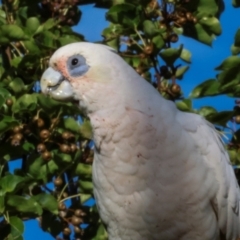 Cacatua sanguinea at Nicholls, ACT - 12 Mar 2024