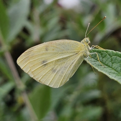 Pieris rapae (Cabbage White) at Braidwood, NSW - 14 Mar 2024 by MatthewFrawley