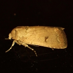 Proteuxoa hypochalchis (Black-bar Noctuid) at Cook, ACT - 12 Mar 2024 by CathB