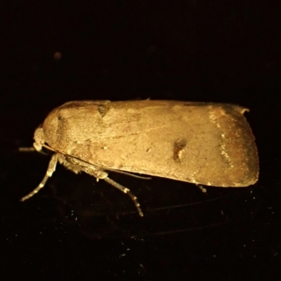Proteuxoa hypochalchis (Black-bar Noctuid) at Cook, ACT - 12 Mar 2024 by CathB