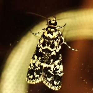 Scoparia exhibitalis at Cook, ACT - suppressed