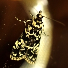 Scoparia exhibitalis at Cook, ACT - suppressed