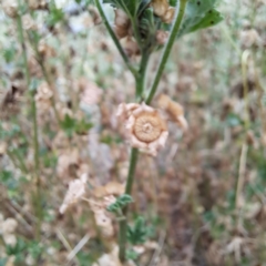 Malva parviflora at Mount Majura - 14 Mar 2024