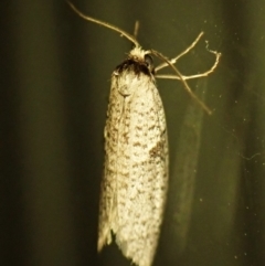 Lepidoscia (genus) ADULT (A Case moth) at Cook, ACT - 12 Mar 2024 by CathB