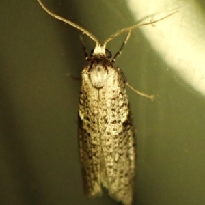 Lepidoscia (genus) ADULT at Cook, ACT - 12 Mar 2024