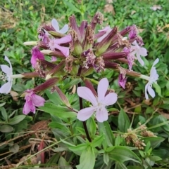 Saponaria officinalis (Soapwort, Bouncing Bet) at Point Hut to Tharwa - 14 Mar 2024 by HarleyB