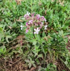 Saponaria officinalis at Point Hut to Tharwa - 14 Mar 2024