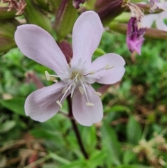 Saponaria officinalis at Point Hut to Tharwa - 14 Mar 2024