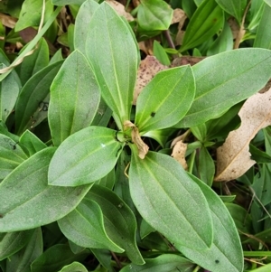 Saponaria officinalis at Point Hut to Tharwa - 14 Mar 2024