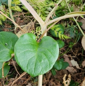 Anredera cordifolia at Point Hut to Tharwa - 14 Mar 2024